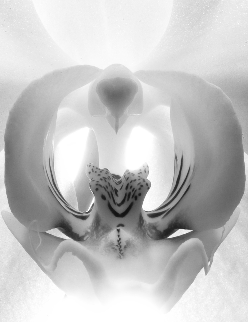 bw_orchid-1024